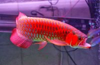 Asian red chilli red 24K golden aroana fish available at good prices.