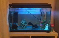 Fish Tank for sale