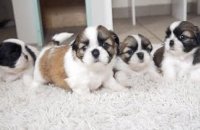 Little Shih Tzu puppies