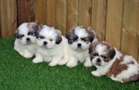  Shih Tzu puppies