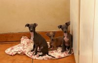 Stunning Italian Greyhound Puppies