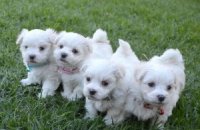 Mini Maltese puppies