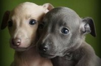 Rare Italian Greyhound Puppies available