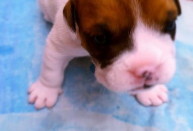 Kusa Registered English Bulldog Puppies
