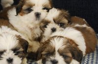  Beautiful Shih Tzu puppies