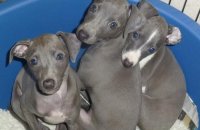 Sweet Italian Greyhound Puppies